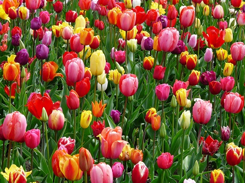 gambar bunga tulip berwarna warni,gambar bunga tulip beserta bagiannya,gambar bunga tulip beserta pot nya,gambar bunga lily biru,bunga tulip gambar,gambar bunga tulip cantik
