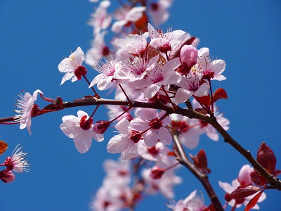 gambar bunga sakura dengan pensil,gambar bunga sakura dari kertas,gambar bunga sakura di indonesia,gambar bunga sakura di buku