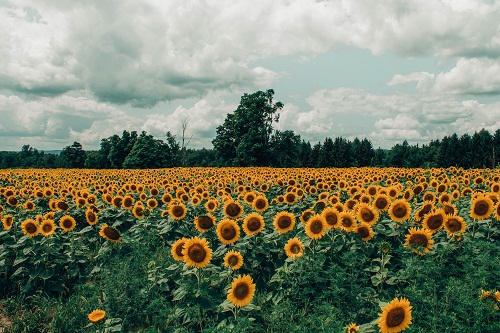 download gambar bunga matahari,